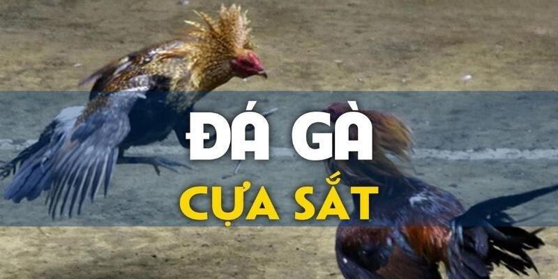 Chọn nhà cái uy tín để tham gia chơi đá gà cựa sắt để được bảo vệ quyền lợi tốt nhất